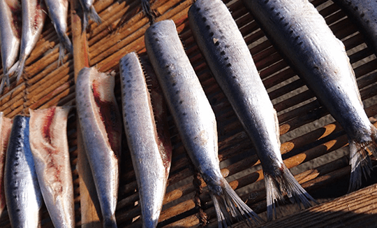 鯖以外にも旬の干物を製造販売しています